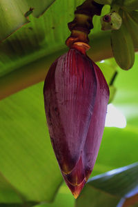 Close-up of green leaves