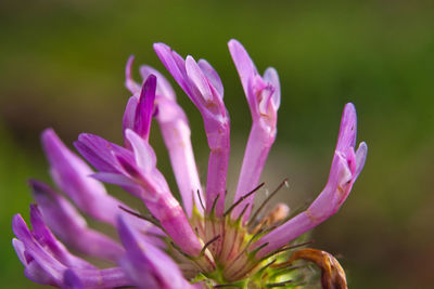 Close-up of pink rose flower