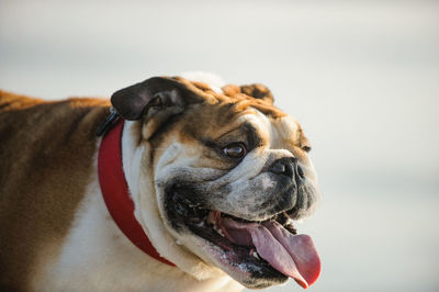 Close-up of dog panting while standing outdoors