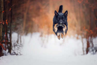 Dog running on snow covered field