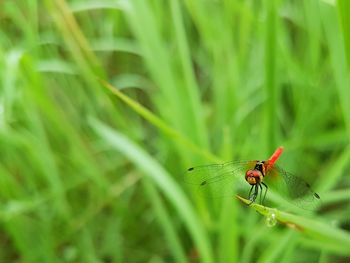 Close-up of insect on leaf