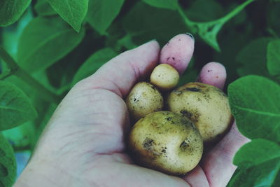 Cropped image of hand holding potato