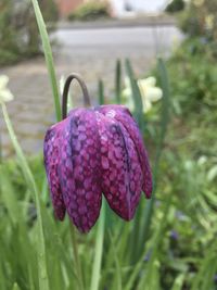 Close-up of purple flower