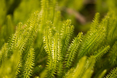 Close-up of green leaves