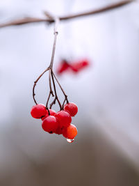 Close-up of red berries on plant