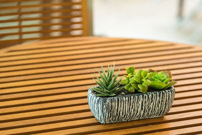 Close-up of green leaves on table