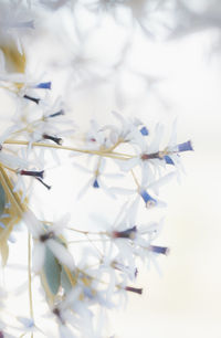 High angle view of white flowering plant