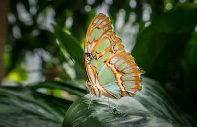 Close-up of butterfly on leaf