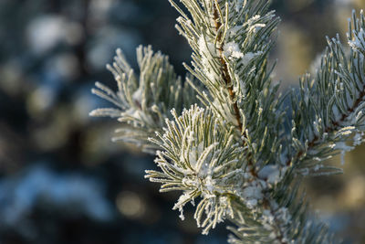 Close-up of frozen plant