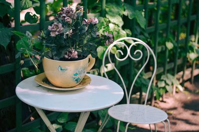 Close-up of potted plant on table