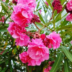 Close-up of pink flowers blooming outdoors