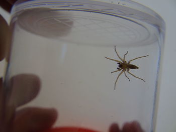 Close-up of spider on web