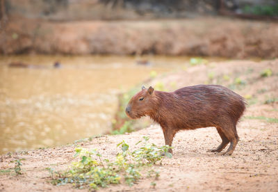 Capybara standing by river