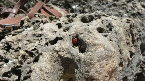 High angle view of ladybug on rock