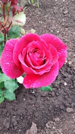 High angle view of pink rose