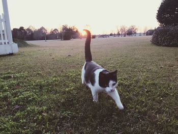 Cat looking away on field against sky