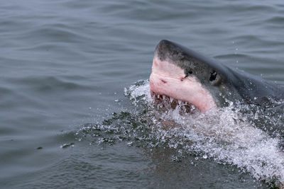 Close-up of duck swimming in sea