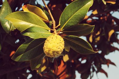 Close-up of fruits growing on tree