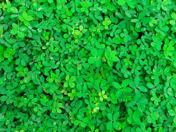 Full frame shot of green leaves