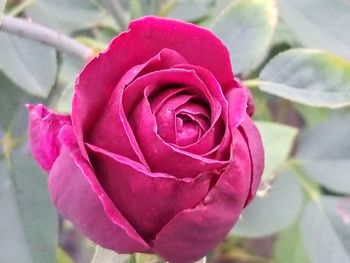 Close-up of pink rose