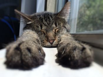 Close-up of cat sleeping