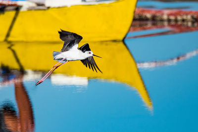 Bird flying over the sea