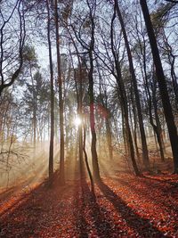 Sunlight streaming through trees in forest during autumn