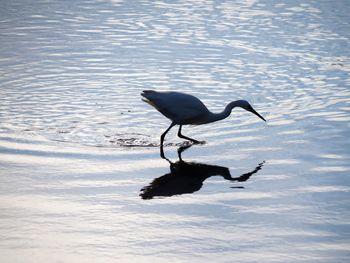 Bird on lake