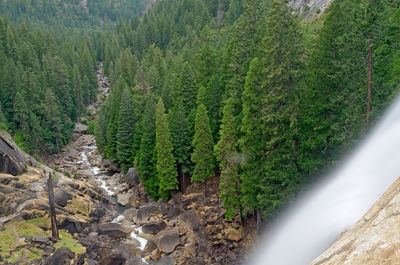 High angle view of pine trees in forest