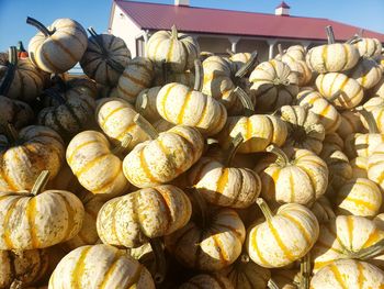 Close-up of pumpkins for sale at market stall