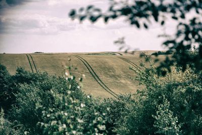 Scenic view of field against sky