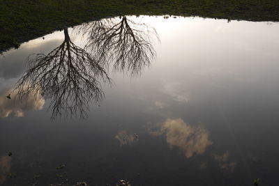 Reflection of tree in lake against sky