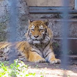 Portrait of tiger relaxing outdoors