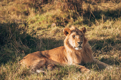 Cat resting on a field