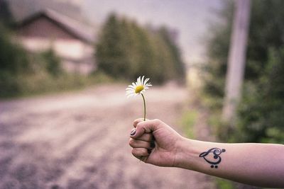 Close-up of hand holding flower