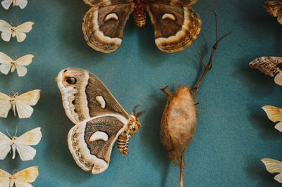 High angle view of insect specimens