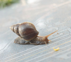 Close-up of snail