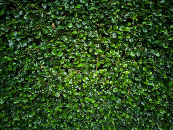 Full frame shot of fresh green plants