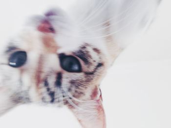 Close-up portrait of cat