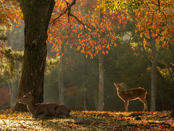 Deer in a forest