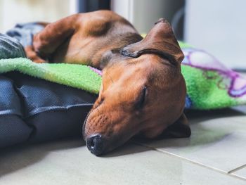 Close-up of dog sleeping on bed at home