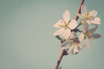 Close-up of apple blossoms in spring