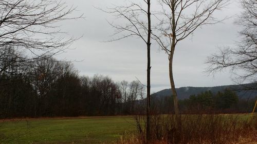 Bare trees on grassy field