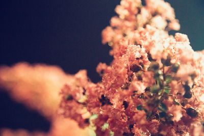 Close-up of flowers against sky