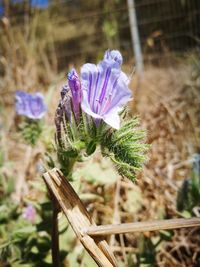 Close-up of purple flowering plant on field