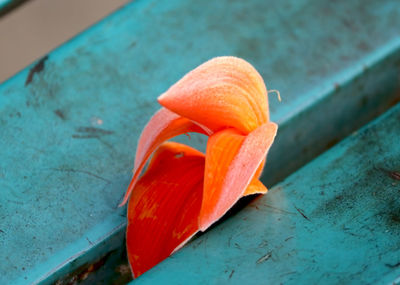 High angle view of orange flower