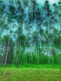 Trees in forest