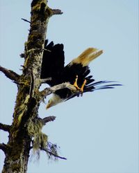Low angle view of bird perching on tree against clear sky