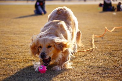 Close-up of dog