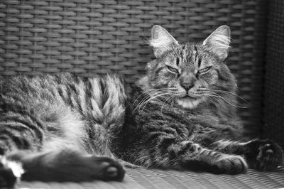 Close-up of cat lying on bed